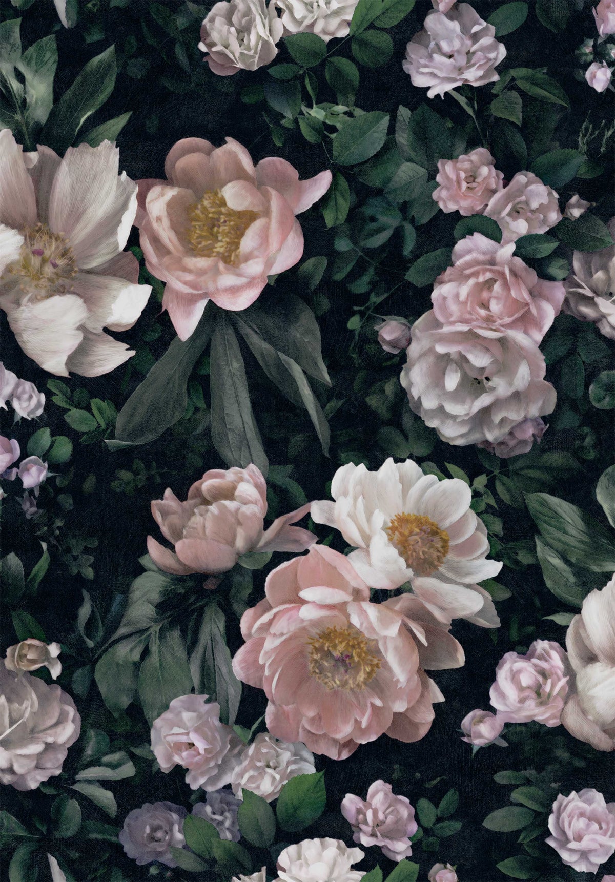 New Dawn Rose 7234