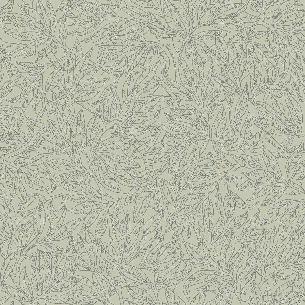 Salix Alba 7787