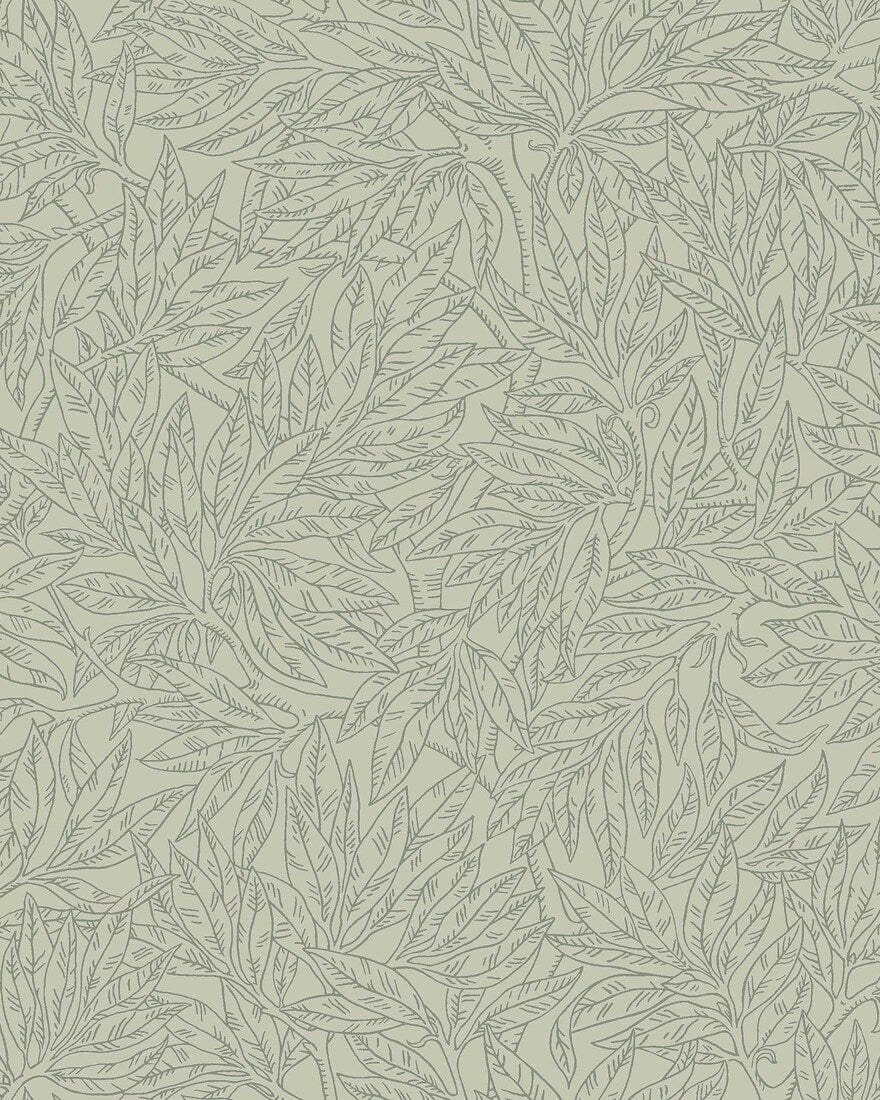 Salix Alba 7787