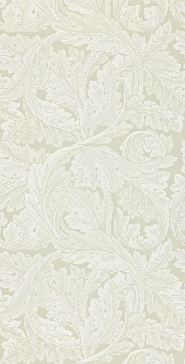 Acanthus 212554