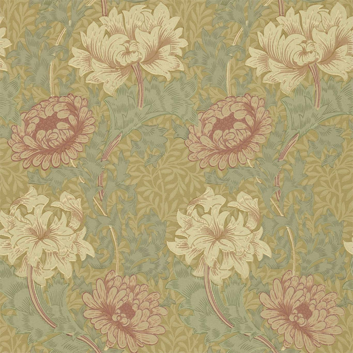 Chrysanthemum 216860