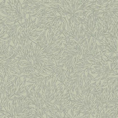 Salix Alba 7787