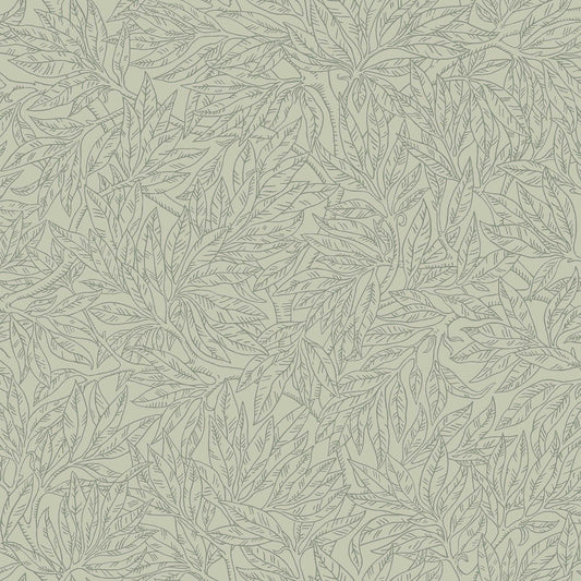 Salix Alba 7787