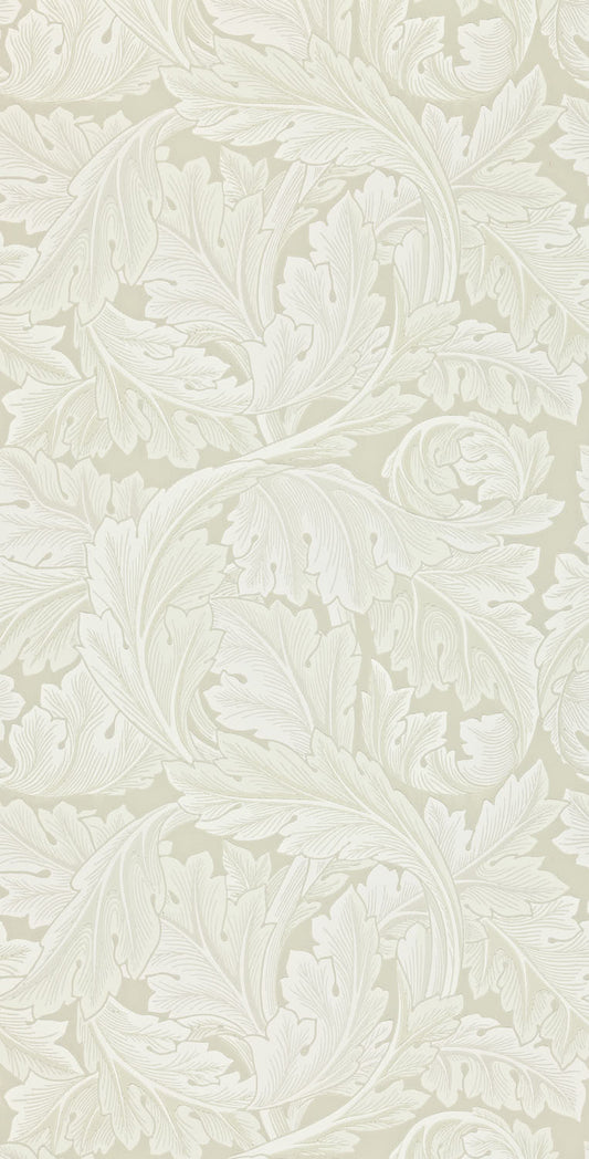 Acanthus 212554