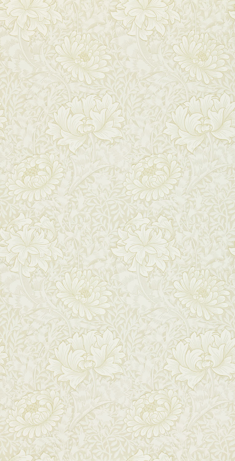 Chrysanthemum 216823