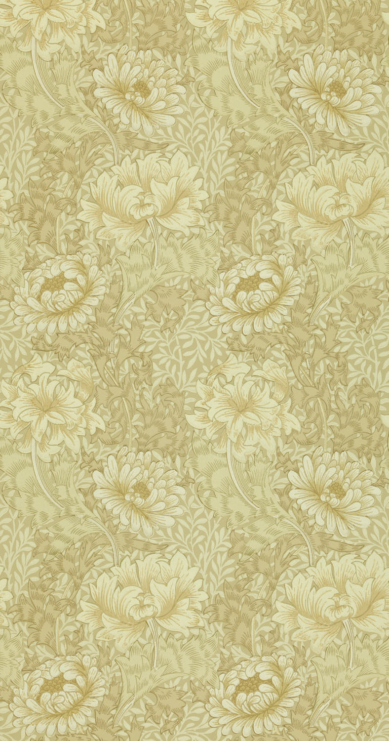 Chrysanthemum DJA1CY103 (210419)